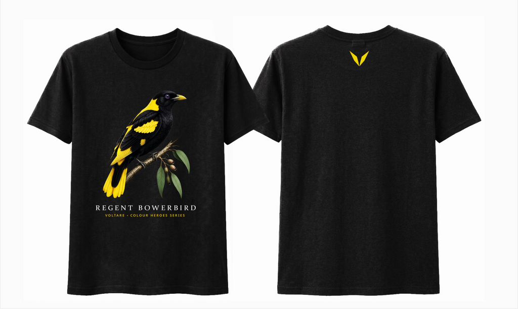 Combined front and back preview of Voltare Black Regent Bowerbird T-shirt with black-and-yellow bird artwork and a yellow Voltare V.