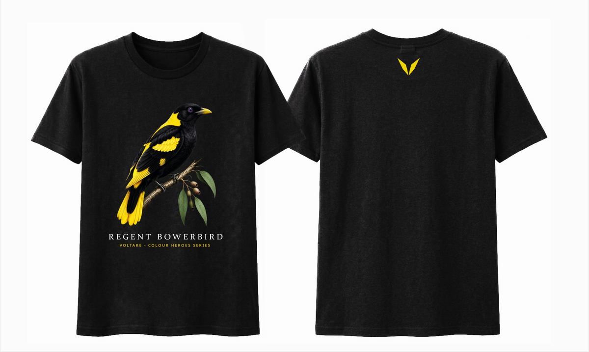 Combined front and back preview of Voltare Black Regent Bowerbird T-shirt with black-and-yellow bird artwork and a yellow Voltare V.